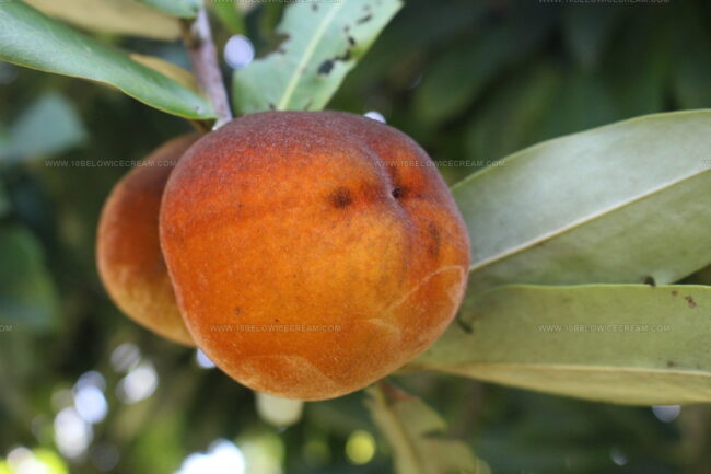 Velvet Apple