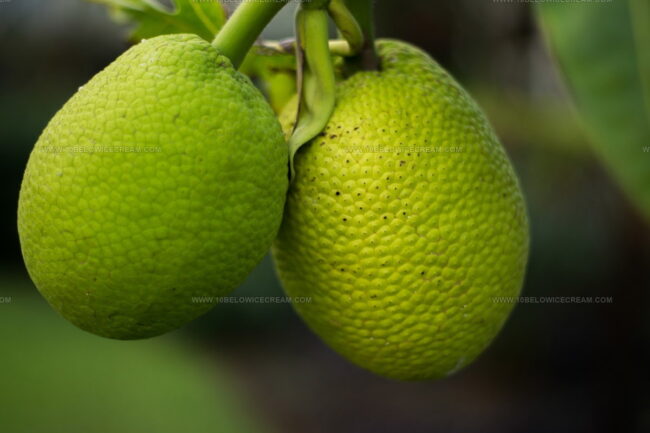 Breadfruit