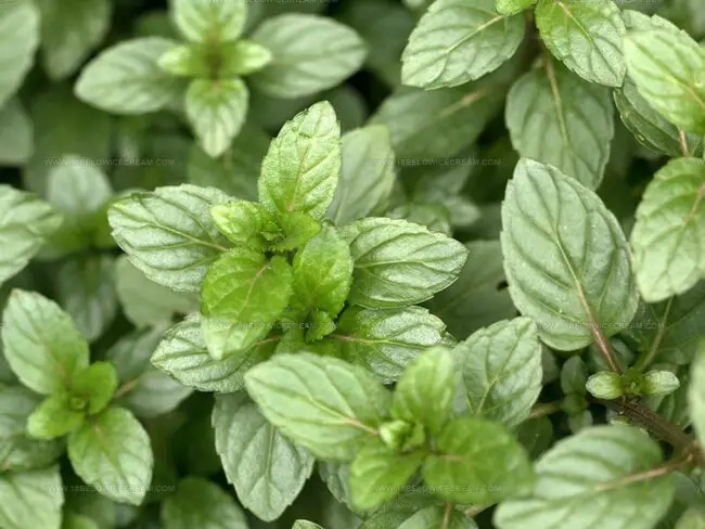 Types of Mint