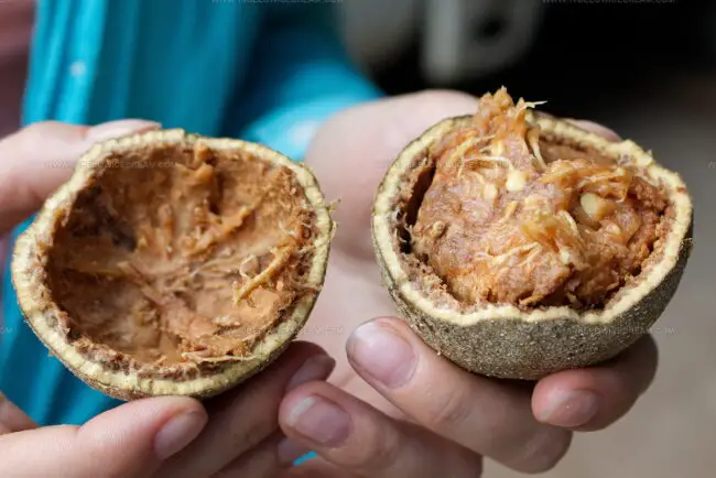 Wood Apple (Bael)