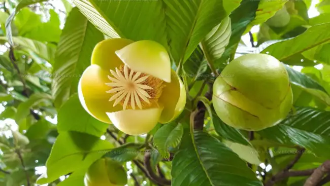 Elephant Apple