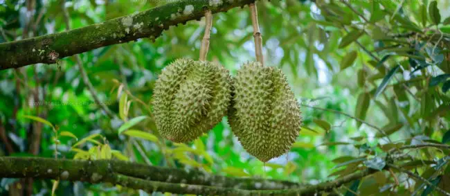 Durian