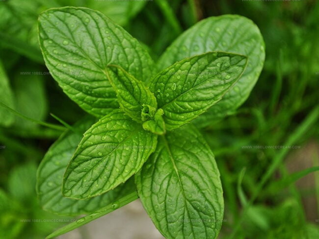 Spearmint