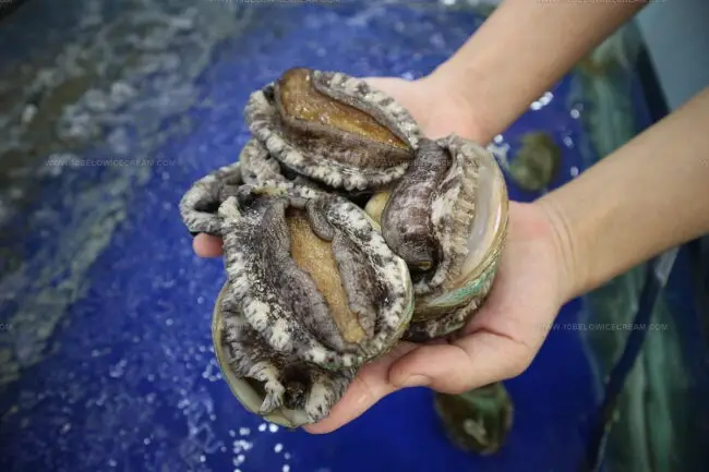 How Would You Explain Abalone?
