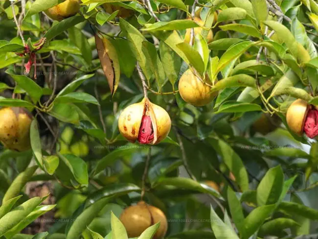 Nutmeg & Mace Comparison