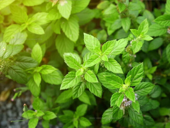 Peppermint