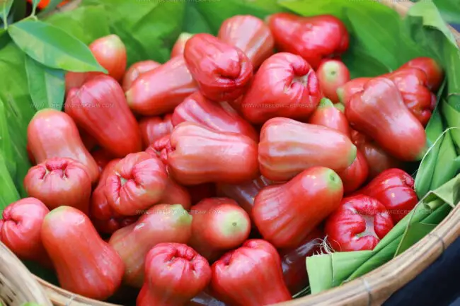 Water Apple (Jambu)
