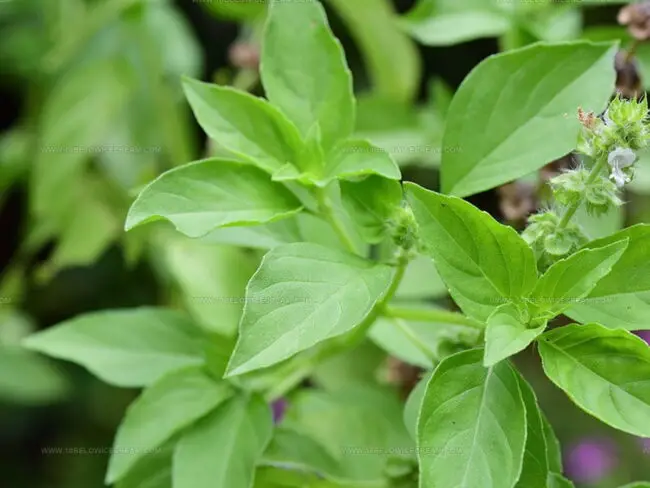 Types of Basil